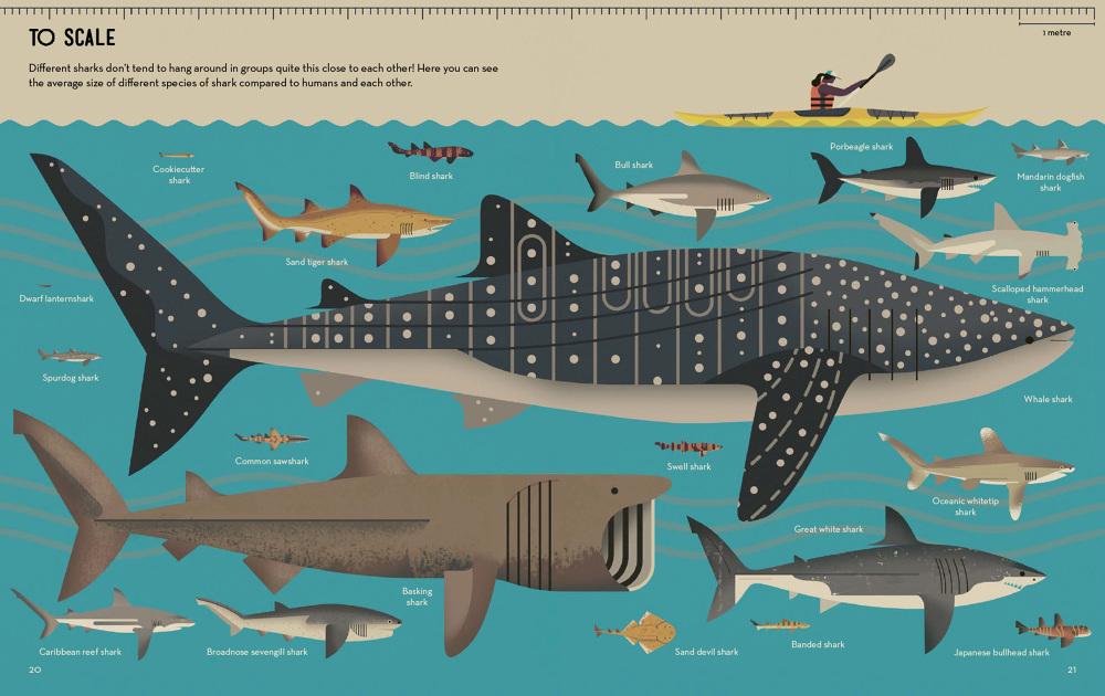 Image result for smart about sharks owen davey