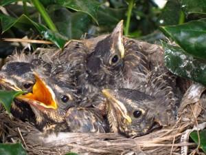 Baby-Robins_110422_0563