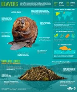 Beavers_Infographic-Final1