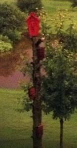 First Bird House