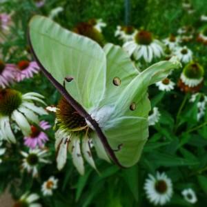 Untitled (Luna Moth)