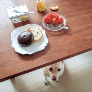 bread-and-a-dog