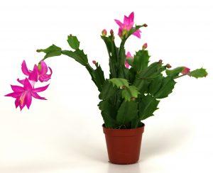 christmas-cactus-2