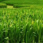 corn-field-c-keeva999-flickr-creative-commons