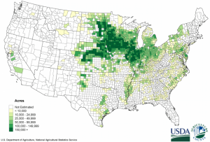 corn map