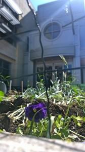 flower_spring_2015