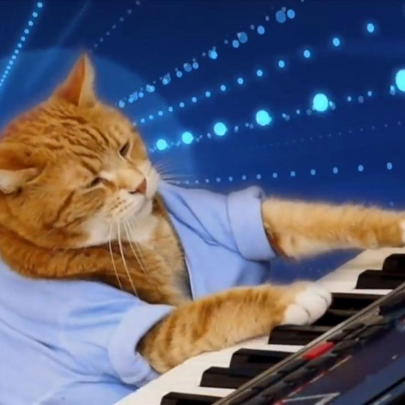 orange cat in blue t-shirt plays the keyboard