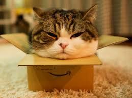fat cat in small box