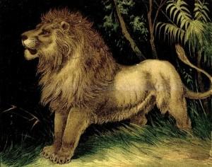 lion-images-March