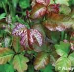 poison_oak_220x146