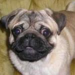 pug