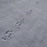 rabbit tracks