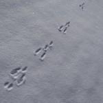 rabbit tracks