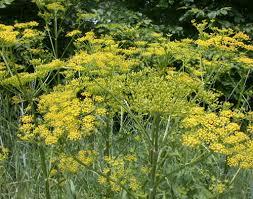 wild parsnip