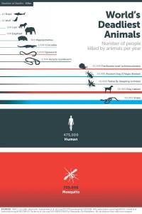 worlds-deadliest-animals