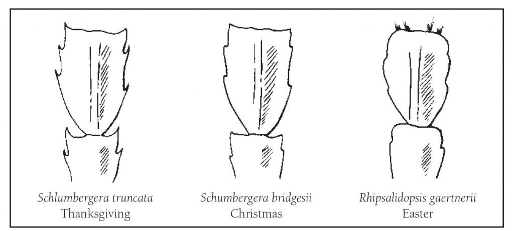 xmas-cactus-2