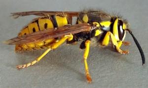 yellowjacket1