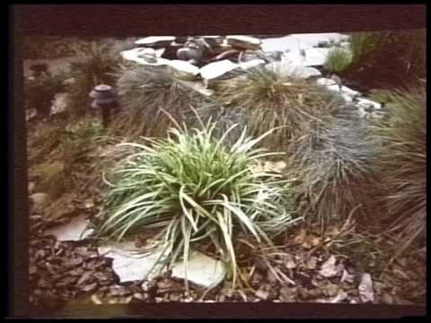 Grasses in the garden