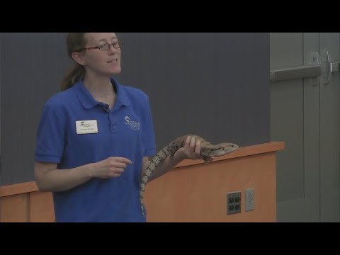 Rockin' reptiles and awesome amphibians